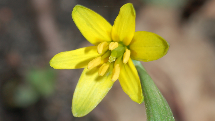Flower of Gagea lutea; perianth parts more or less equal Photo of a flower of Gagea lutea; perianth parts more or less equal