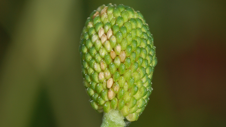 Nutlets in Ranunculus sceleratus Photo of nutlets in Ranunculus sceleratus