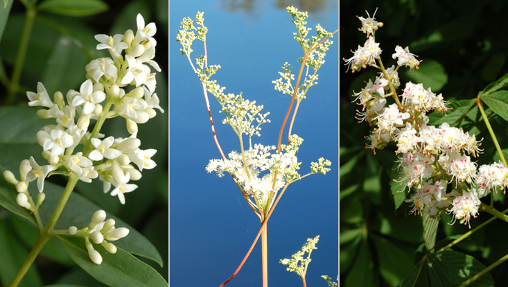 Compound inflorescences: panicle (Ligustrum vulgare, left); funnel-shaped corymb (Filipendula ulmaria, center); thyrse (Aesculus hippocastanum, right) Photos of compound inflorescences: panicle (Ligustrum vulgare, left); funnel-shaped corymb (Filipendula ulmaria, center); thyrse (Aesculus hippocastanum, right)