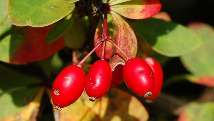 Monocarpellate berries in Berberis thunbergii Photo of monocarpellate berries in Berberis thunbergii