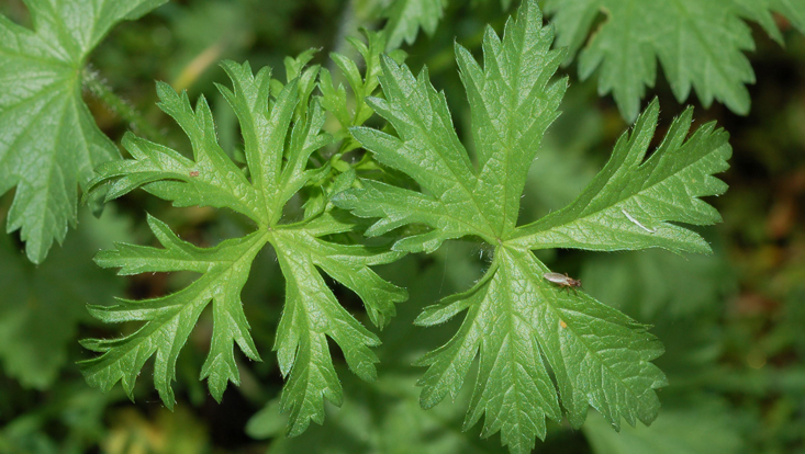 Palmately dissected leaves in Malva moschata Photo of palmately dissected leaves in Malva moschata