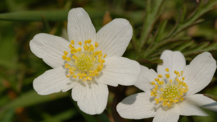 Flowers of Anemone nemorosa (Ranunculaceae), with polymerous androecium Photos of flowers of Anemone nemorosa (Ranunculaceae), with polymerous androecium
