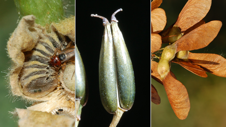 Schizocarps: Alcea rosea (left); Anthriscus sylvestris (center); Acer pseudoplatanus (right) Photos of schizocarps: Alcea rosea (left); Anthriscus sylvestris (center); Acer pseudoplatanus (right)