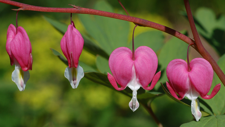 Disymmetric flowers of the bleeding heart (Lamprocapnos spectabilis) Photo of the disymmetric flowers of the bleeding heart (Lamprocapnos spectabilis)