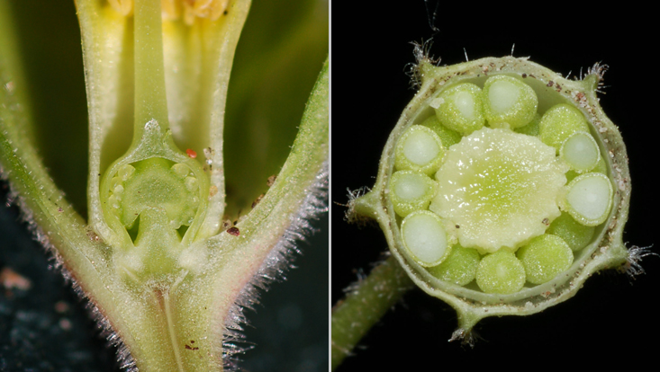 Free central placentation in Primula vulgaris: longitudinal section of flower (left); cross section of young fruit (right) Photos of free central placentation in Primula vulgaris: longitudinal section of flower (left); cross section of young fruit (right)