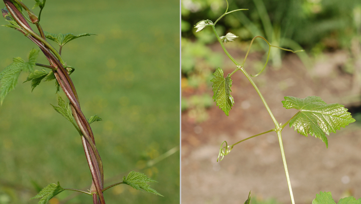 Climbing plants: twining in Humulus lupulus (left); by tendrils in Vitis vinifera (right) Photos of climbing plants: twining in hop (Humulus lupulus, left); by shoot tendrils in common grape vine (Vitis vinifera, right)