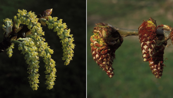 Inflorescences (catkins) of poplars (Populus spp.): pistillate (left) and staminate (right) Photos of inflorescences (catkins) of poplars (Populus spp.): pistillate (left) and staminate (right)