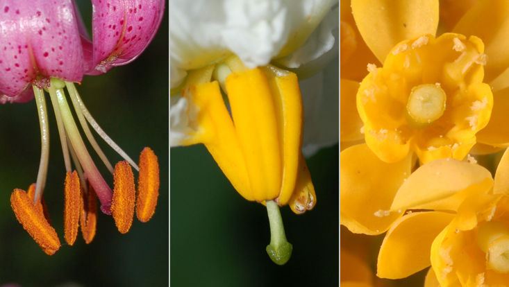 Anther dehiscence: longicidal, poricidal, valvate Photos of different types of anther dehiscence: longicidal (Lilium martagon, left), poricidal (Solanum tuberosum, center), and valvate (Mahonia aquifolium, right)