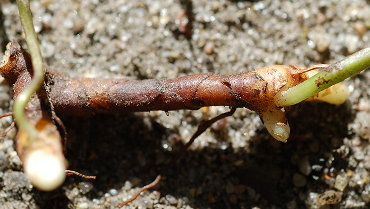 Rhizome of Anemone nemorosa Photo of a rhizome (a subterranean stem serving as storage organ) in Anemone nemorosa