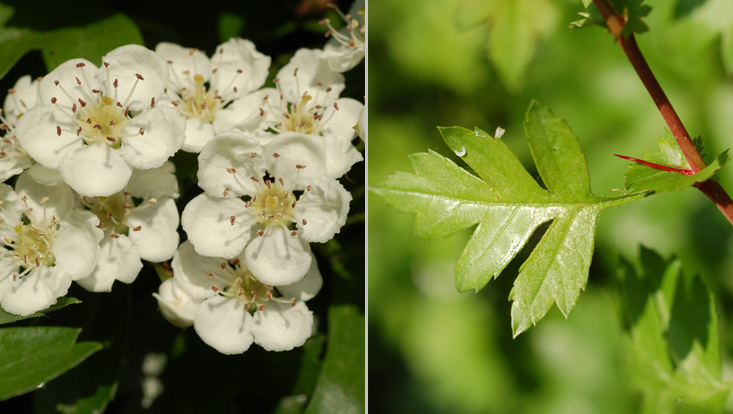 Crataegus monogyna: flowers (left); leaf with axillary spine (right) Photos of Crataegus monogyna: flowers (left); leaf with axillary spine (right)