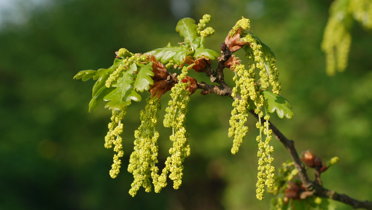 Branch with inflorescences of the common oak (Quercus robur) Photo of a branch with inflorescences of the common oak (Quercus robur)