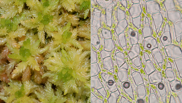Peat moss (Sphagnum spec.) Photos of a peat moss (Sphagnum spec.), habit (left) and detail of a phylloid in the light microscope (right)
