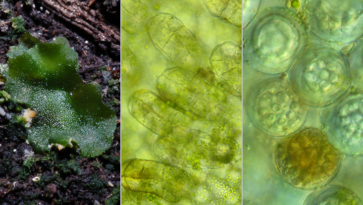 Prothallium of a leptosporangiate fern (left), with necks of archgonia (center) and antheridia (right) Photos of a prothallium of a leptosporangiate fern, habit (left), with necks of archgonia (center) and antheridia (right)