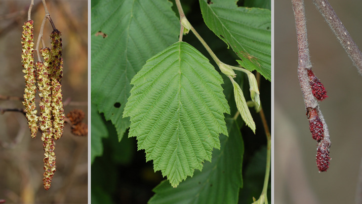 Alnus incana (Betulaceae): staminate catkins (left); leaf (center); pistillate catkins (right) Photos of Alnus incana, as example of Betulaceae, one of the typical holarctic plant families: staminate catkins (left); leaf (center); pistillate catkins (right)
