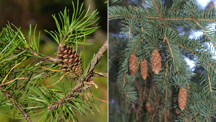 Pinus banksiana (left) and Picea glauca (right), two of the typical conifers of boreal North America Photos of Pinus banksiana (left) and Picea glauca (right), two of the typical conifers of boreal North America
