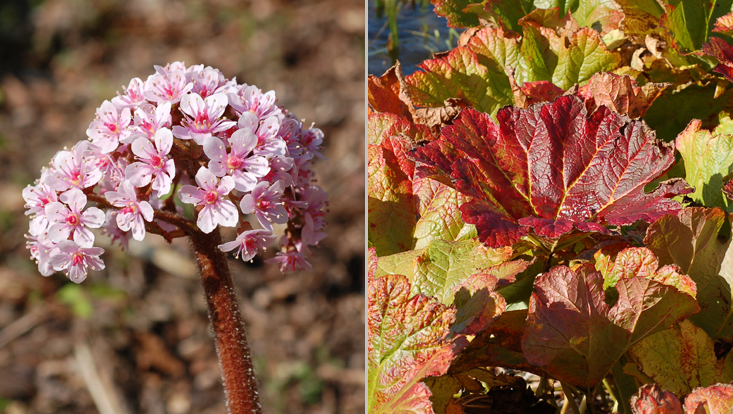 Darmera peltata, as example of Saxifragaceae, one of the typical holarctic plant families Photos of Darmera peltata, as example of Saxifragaceae, one of the typical holarctic plant families: inflorescence (left); leaves (right)