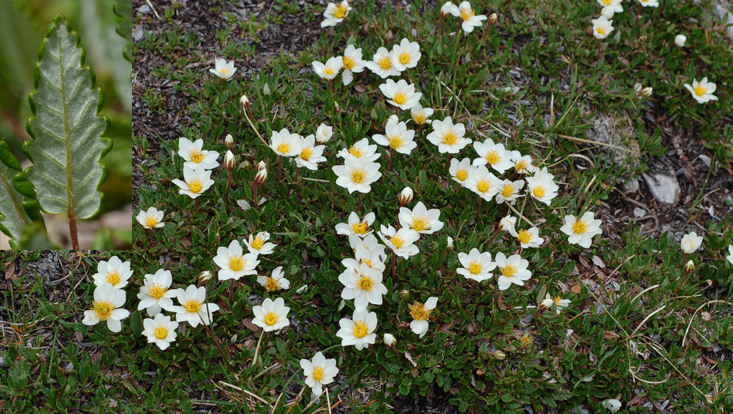 Dryas octopetala, one of the characteristic species of tundra vegetation Photos of Dryas octopetala, one of the characteristic species of tundra vegetation