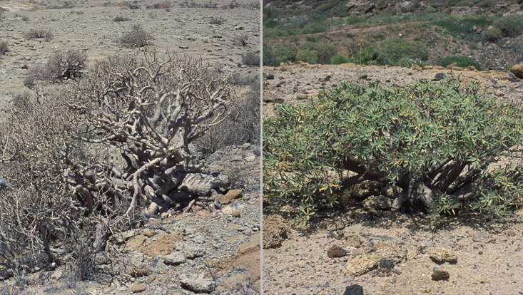 Euphorbia balsamifera Photos of Euphorbia balsamifera as example of one of the typical genera of (semi-)arid regions of the Old World