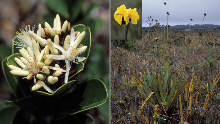 Vantanea minor (Humiriaceae, left) and Stegolepis spec. (Rapateaceae, right) Photos of Vantanea minor (Humiriaceae, left) and Stegolepis spec. (Rapateaceae, right), as examples of two of the typical plant families of the Venezuelan-Guayanian floristic region