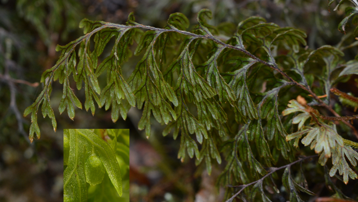 Hymenophyllum recurvum Photos of Hymenophyllum recurvum as example of Hymenophyllaceae, a typical family of (sub)tropical cloud forests