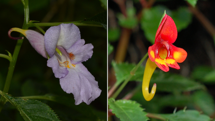 Impatiens arguta (left) and I. kilimanjari (right) Photos of Impatiens, one of the typical genera in the undergrowth of palaeotropical montane forests: I. arguta (left); I. kilimanjari (right)