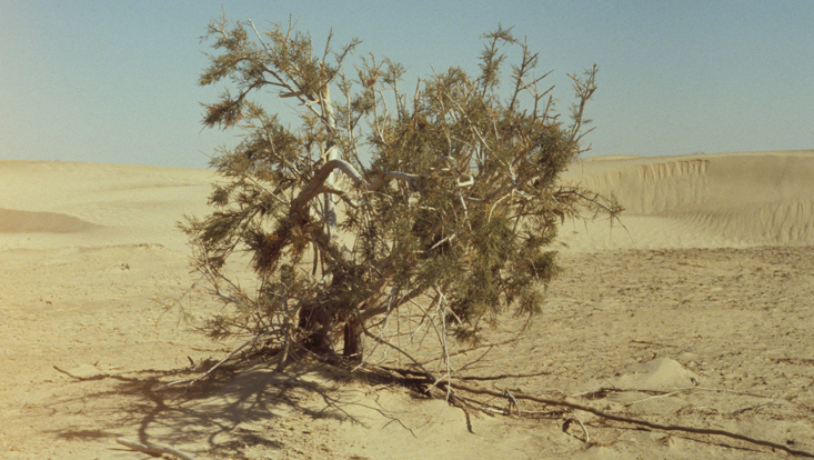 Tamarix sp. in a sandy desert in Tunisia Photo of Tamarix sp. in a sandy desert in Tunisia