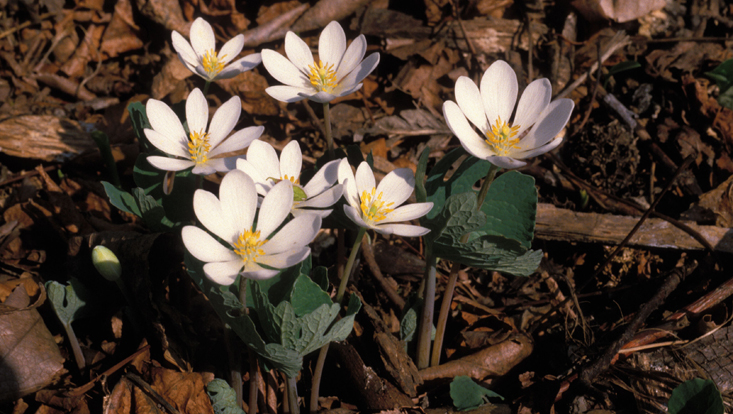 Sanguinaria canadensis Photo of Sanguinaria canadensis (Papaveraceae) from North America as an example of an early blooming plant in temperate deciduous forests