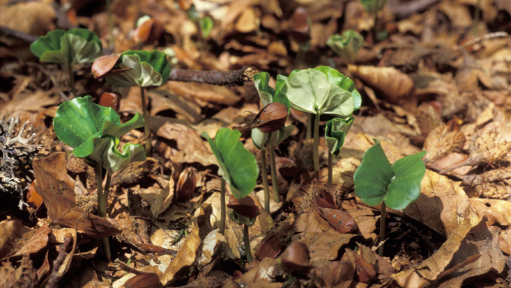 Seedlings of the common beech (Fagus sylvatica) Photo of seedlings of the common beech (Fagus sylvatica)