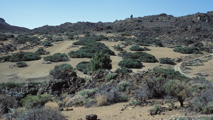 Subtropical high alpine vegetation, Cañadas del Teide, Tenerife Photo of subtropical high alpine vegetation, Cañadas del Teide, Tenerife