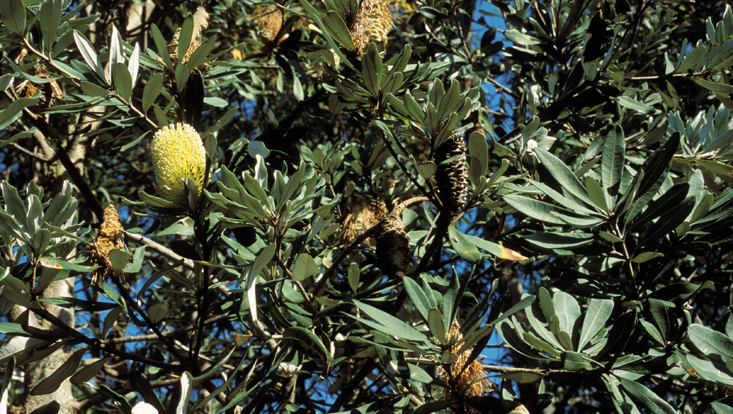 Banksia integrifolia (Proteaceae) Photo of Banksia integrifolia (Proteaceae) as example of a typical genus of australian sclerophyll forest