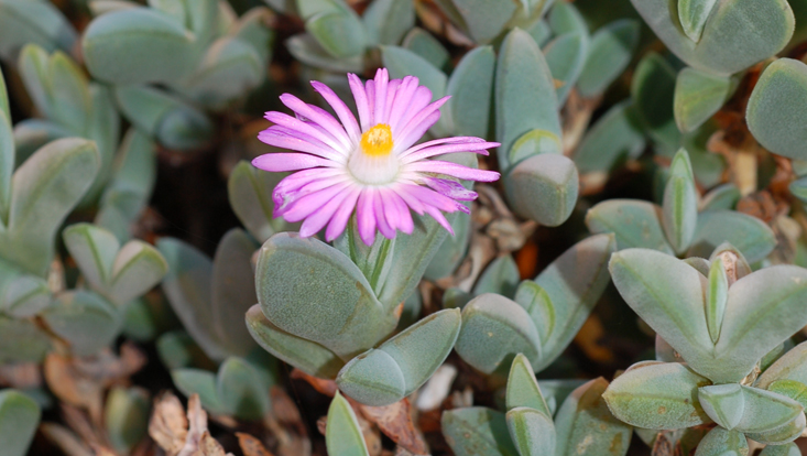 Braunsia apiculata Photo of Braunsia apiculata as example of Aizoaceae, one of the typical plant families of the Cape floristic realm