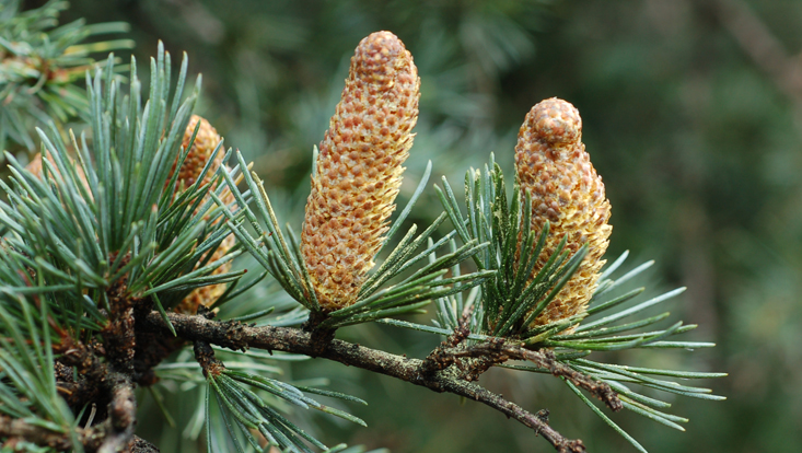 Cedrus deodara Photo of Cedrus deodara, branch with staminate cones, as example of the characteristic genus of nemoral coniferous forests of the Old World