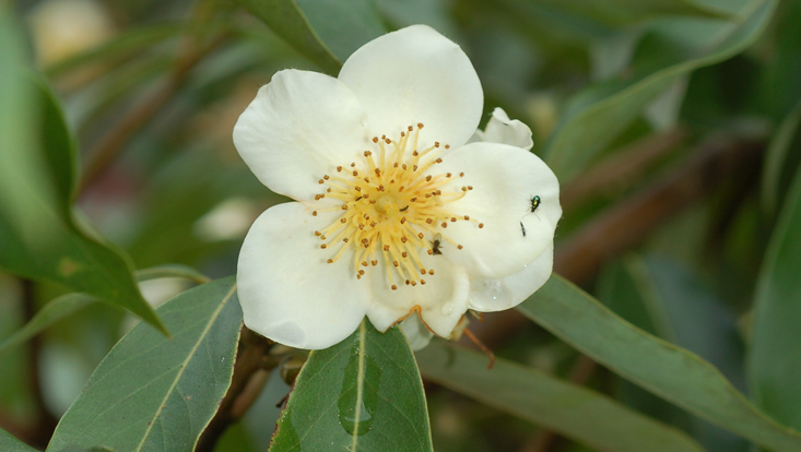 Schima argentea Photo of Schima argentea as example of Theaceae, one of the typical families of Asian laurel forests