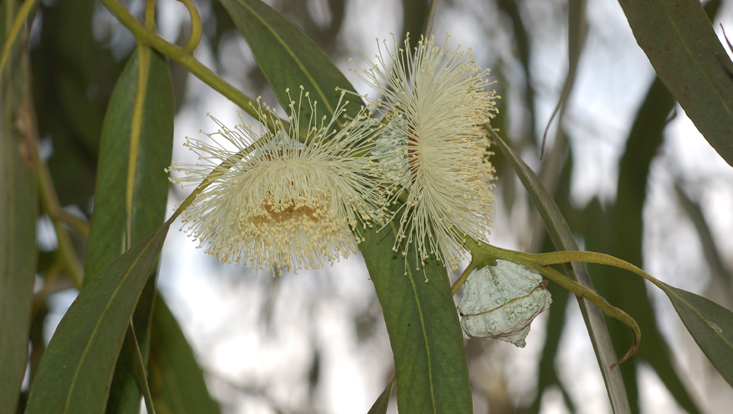 Eucalyptus globulus Photo of Eucalyptus globulus as example of one of the most important genera of the Australian flora