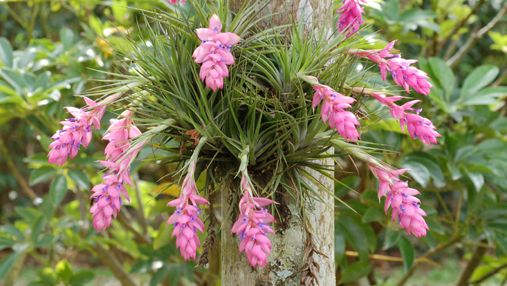 Tillandsia strica (Bromeliaceae) Photo of Tillandsia strica as example of Bromeliaceae, one of the typical plant families of the Neotropical floristic realm