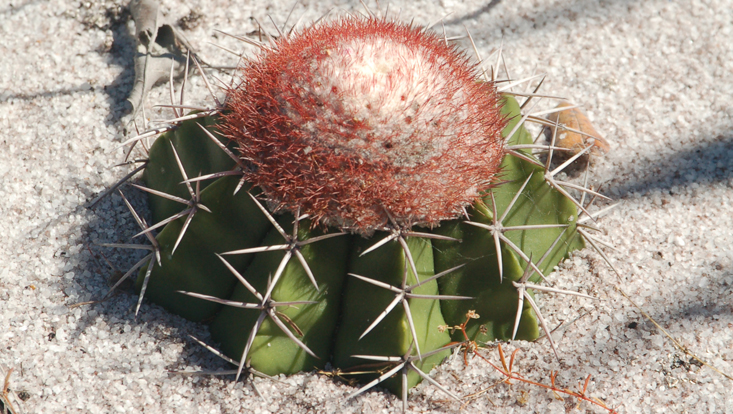 Melocactus violaceus (Cactaceae) Photo of Melocactus violaceus as example of Cactaceae, one of the typical plant families of the Neotropical floristic realm