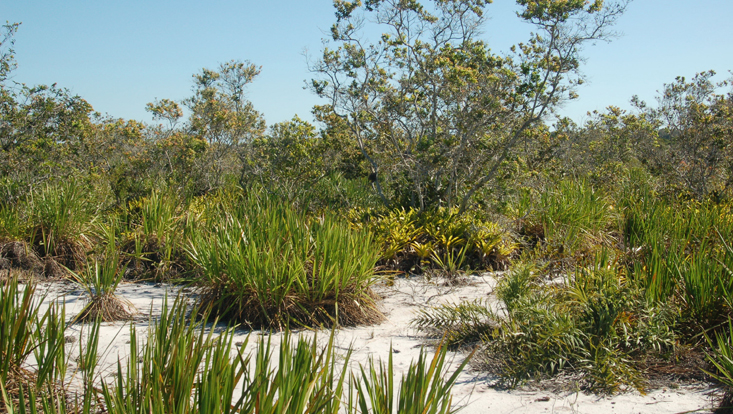 Bushland on white sand Photo of bushland on white sand; near Linhares, Espírito Santo, Brazil