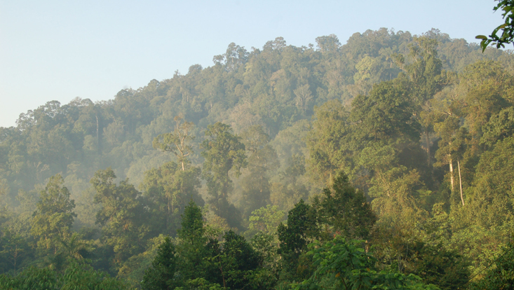 Tropischer Regenwald im Morgendunst Photo of a tropical rainforest in morning mist; Citalahab, Java, Indonesia