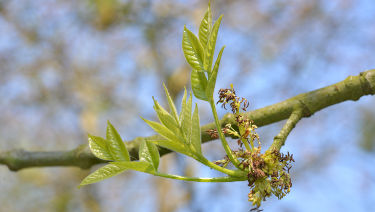 Fraxinus angustifolia Photo of Fraxinus angustifolia as example of one of the charakteristic genera of northern temperate deciduous forests
