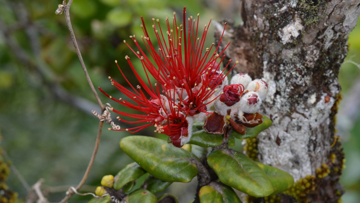 Metrosideros polymorpha Photo of Metrosideros polymorpha (Myrtaceae), the originally dominant tree species in Hawaii