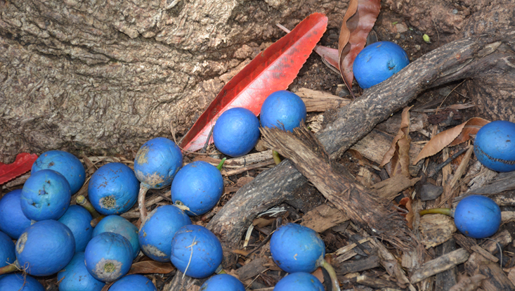 Fruits of Elaeocarpus angustifolius Photo of fallen fruits of Elaeocarpus angustifolius, one of the typical species of Australian laurel forests