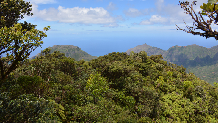 View of a cloud forest; Mt. Kaala, Oahu, Hawaii View of a cloud forest; Mt. Kaala, Oahu, Hawaii