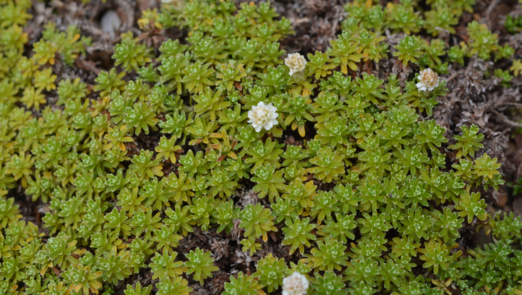 Raoulia subsericea (Asteraceae) Photo of Raoulia subsericea (Asteraceae), a hard cushion plant from alpine New Zealand