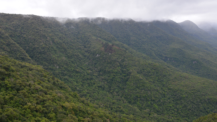 View of the laurel forest at the Rota do Sol, Rio Grande do Sul, Brazil View of the laurel forest at the Rota do Sol, Rio Grande do Sul, Brazil
