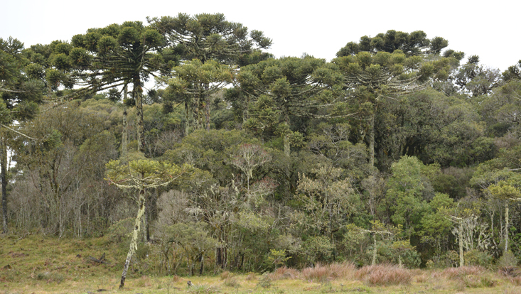 Araucaria angustifolia forest, with laurel forest as second canopy stratum Photo of an Araucaria angustifolia forest, with laurel forest as second canopy stratum; near São Francisco de Paula, Rio Grande do Sul, Brazil