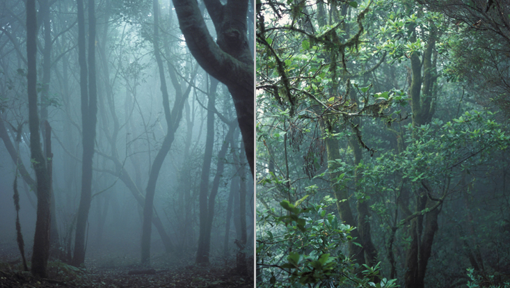 Views of the interior of Canarian laurel forest; Anaga mountains, Tenerife Views of the interior of Canarian laurel forest; Anaga mountains, Tenerife