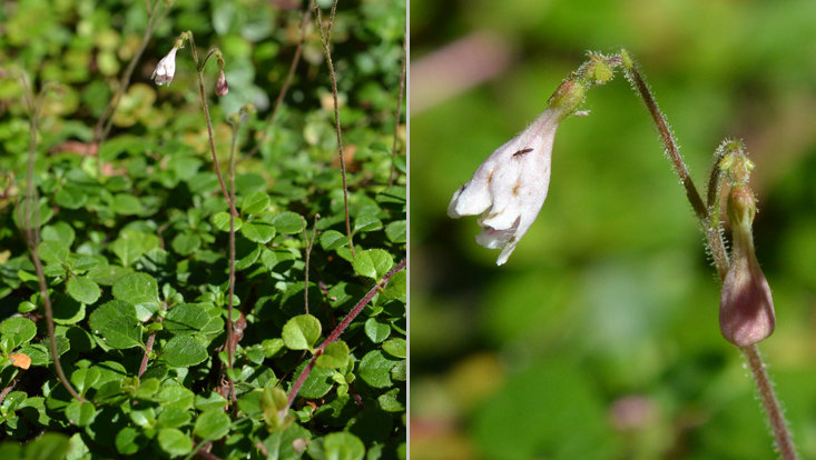 Linnaea borealis Photo of Linnaea borealis, a species with circumpolar distribution in the boreal zone
