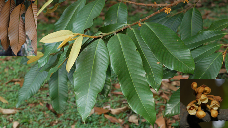 Myristica fatua Photos of Myristica fatua as example of Myristicaceae, a pantropical tree family