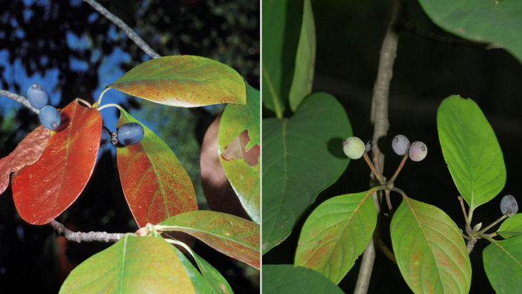 Nyssa sylvatica (left) and N. sinensis (right) Photos of Nyssa as example of a genus disjunct between East Asia and eastern North America: N. sylvatica from North America (left); N. sinensis from China (right)