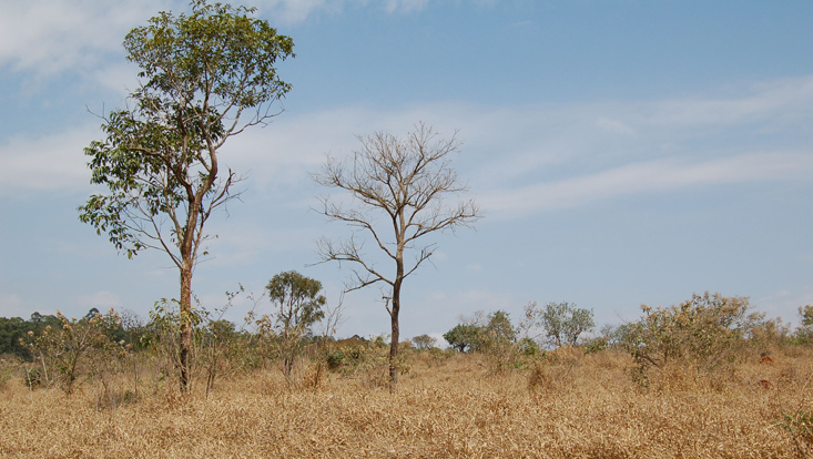 Tree savanna (campo cerrado) near Rio Claro, São Paulo, Brazil Photo of tree savanna (campo cerrado) near Rio Claro, São Paulo, Brazil